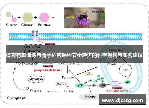 体育有氧训练与新手适应课程节奏递进的科学规划与实践建议